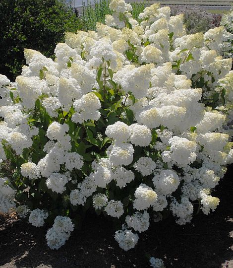 Hydrangea 'Silver Dollar'